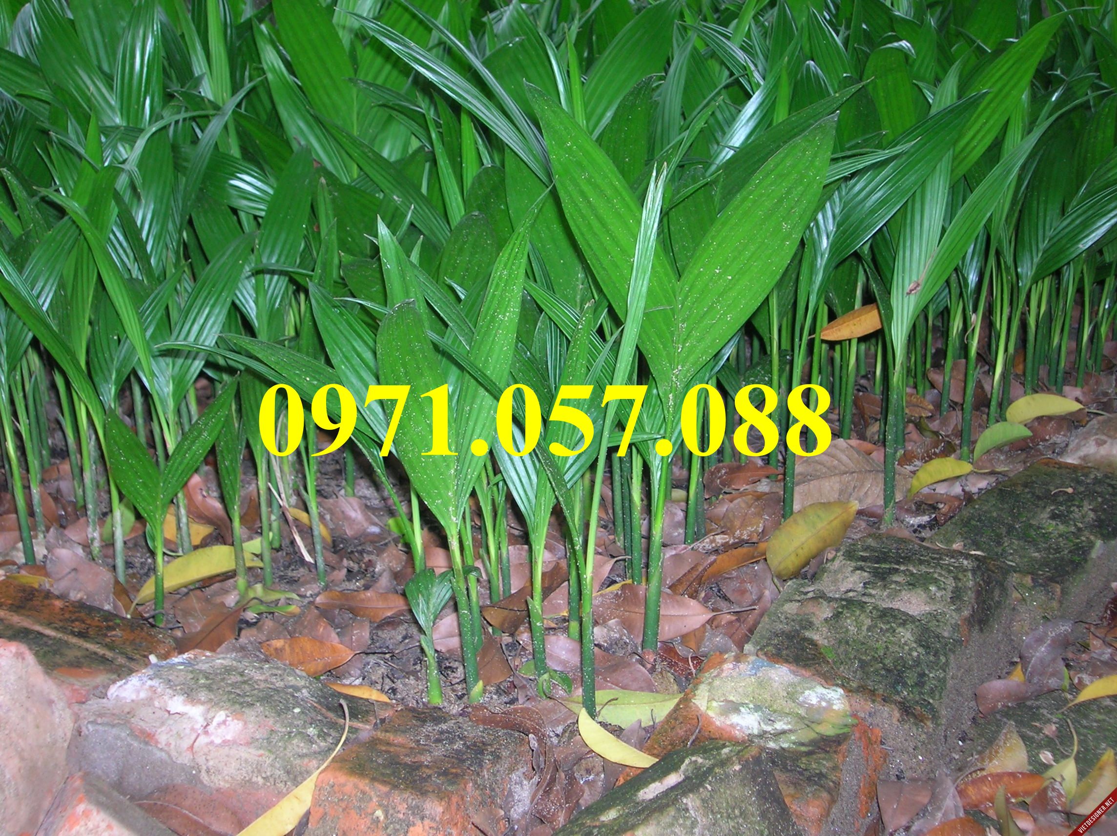 GIỐNG CÂY CAU TỨ QUÝ